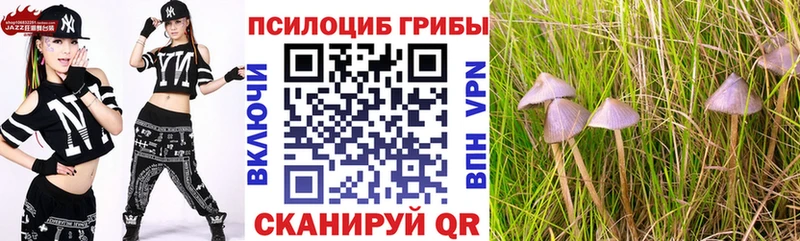 Купить закладки  Ртищево  Псилоцибиновые грибы мицелий 